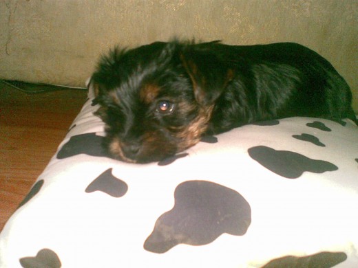 Primer día de Lilith en casa